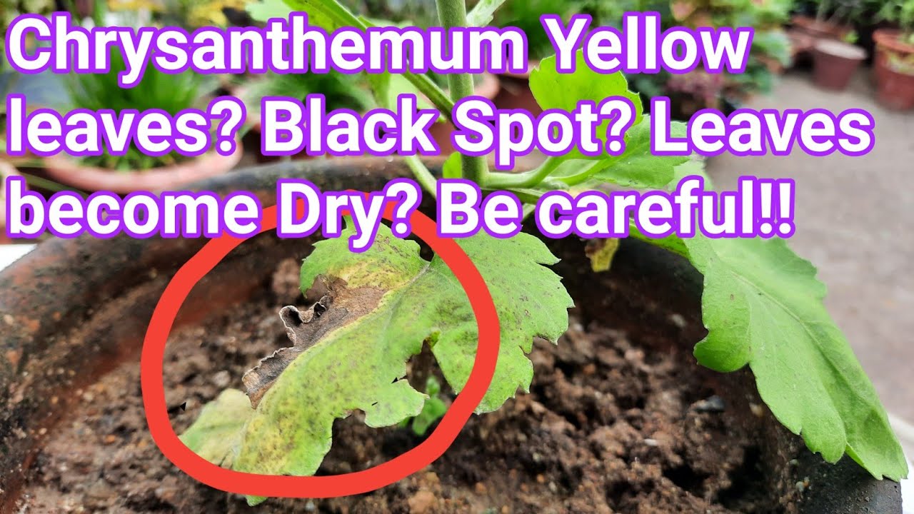 Chrysanthemum yellow leaves, Black spots, problems, and solutions