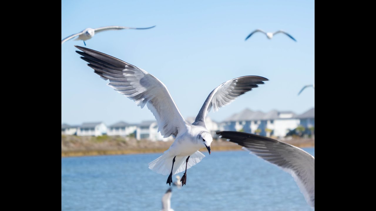 Seagulls at Port Aransas Beach