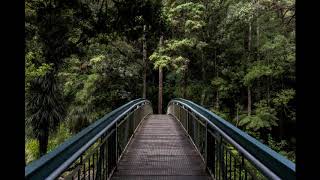 Night soft relaxing music #Nature_Forest_River_Strings_Waterfall screenshot 5