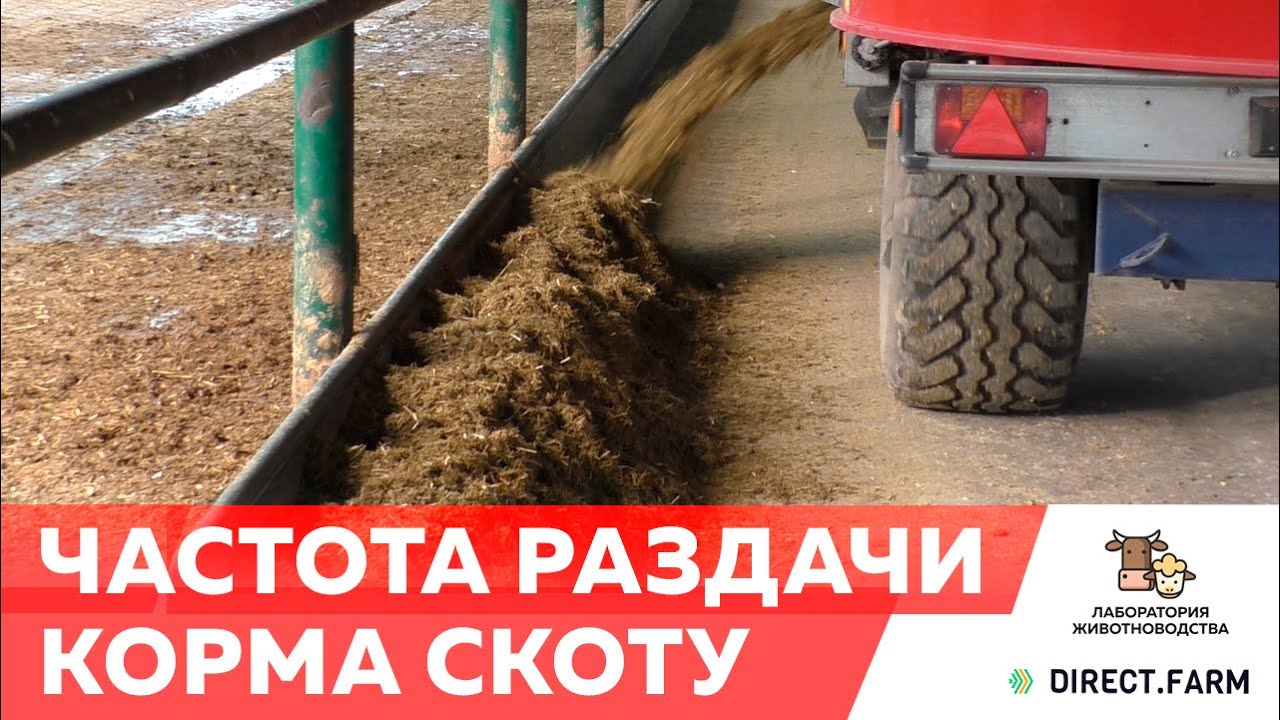 Частота раздачи корма и ее влияние на молочную продуктивность коров