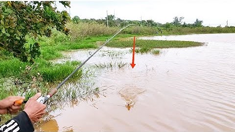 Câu cá lóc_Mưa gió nước đục cố gắng thì sẽ lên hàng @Hữunghị tv