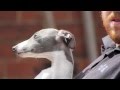 working whippet training pt 1