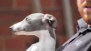 working whippet training pt 1 by moucher outdoors 217,827 views 8 years ago 3 minutes, 1 second