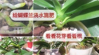蝴蝶兰 Youtube