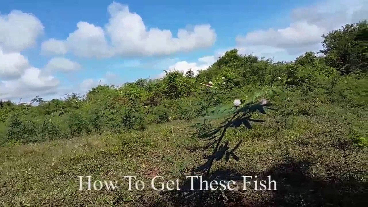 Vietnam Fishing style / Yun fishing