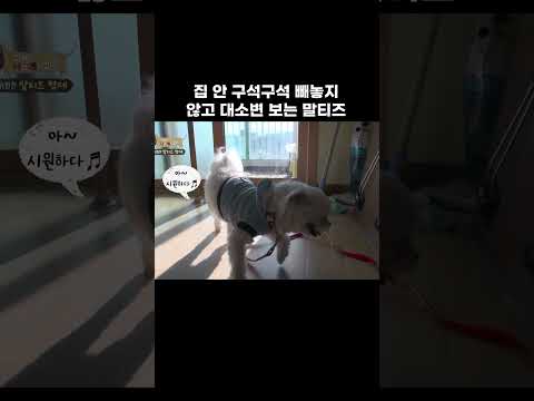 집에서도 목줄을 해야 하는 말티즈 형제 #shorts