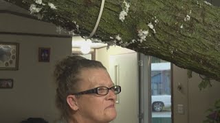 Woman survives after tree falls into home during Arkansas storm