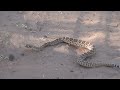 Mini Western Diamondback Rattlesnake- Mark Storto Nature Clips