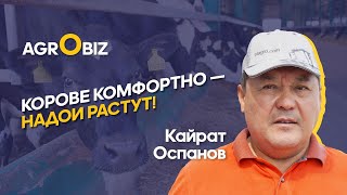 Как достичь надоев 8500 литров на корову в год в Казахстане? | Турар | ﻿Agrobiz