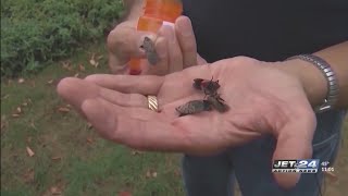 Winery Owners Weigh In On Invasive Spotted Lanternfly