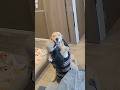 でっかい赤ちゃん🍤 #大型犬 #ゴールデンレトリバー