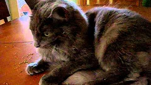 Catnip after effects