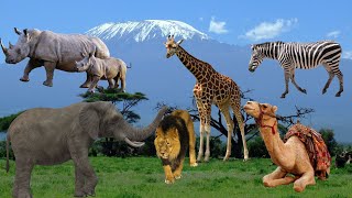 Voices and sounds of African animals