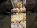 【猫ダンス/アイサレタイ~Yumcha~】花凛ちゃんに沼らせたい~ #cat #猫 #shorts