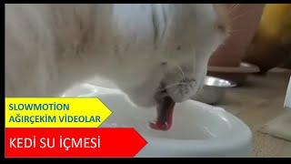 cat drinking water.  Slow motion. Huawei mate 30 pro