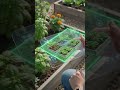 AI content vegetable video video viral veril