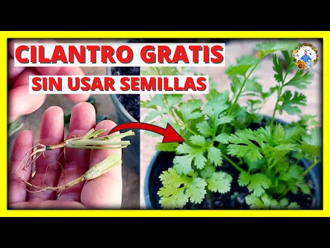 Video: Propagar cilantro en casa: cómo volver a cultivar cilantro