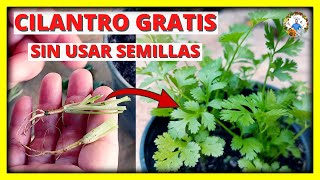 HOW TO GROW or SOW CILANTRO at HOME WITHOUT FREE SEED, THE BEST METHOD | Gio de la Rosa