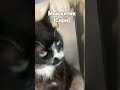 Надеюсь залетит #cat