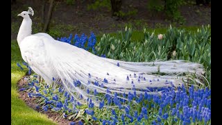 Why Peacock Is A King Of Birds