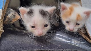 The Poor Kittens' nest is about to fall on them and one of the cats is sick.