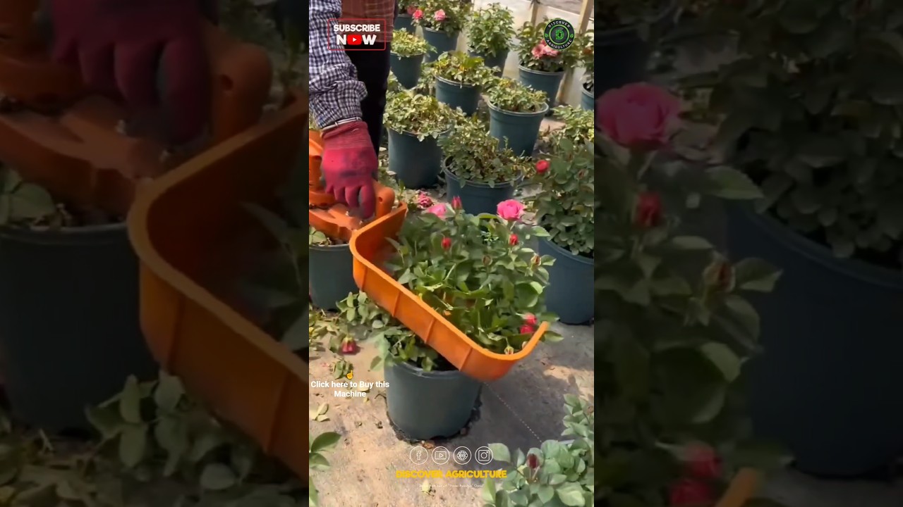 Amazing Harvesting Hedge Trimmer Machine