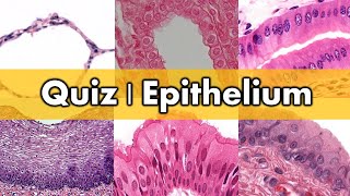Review and Quiz | Epithelium