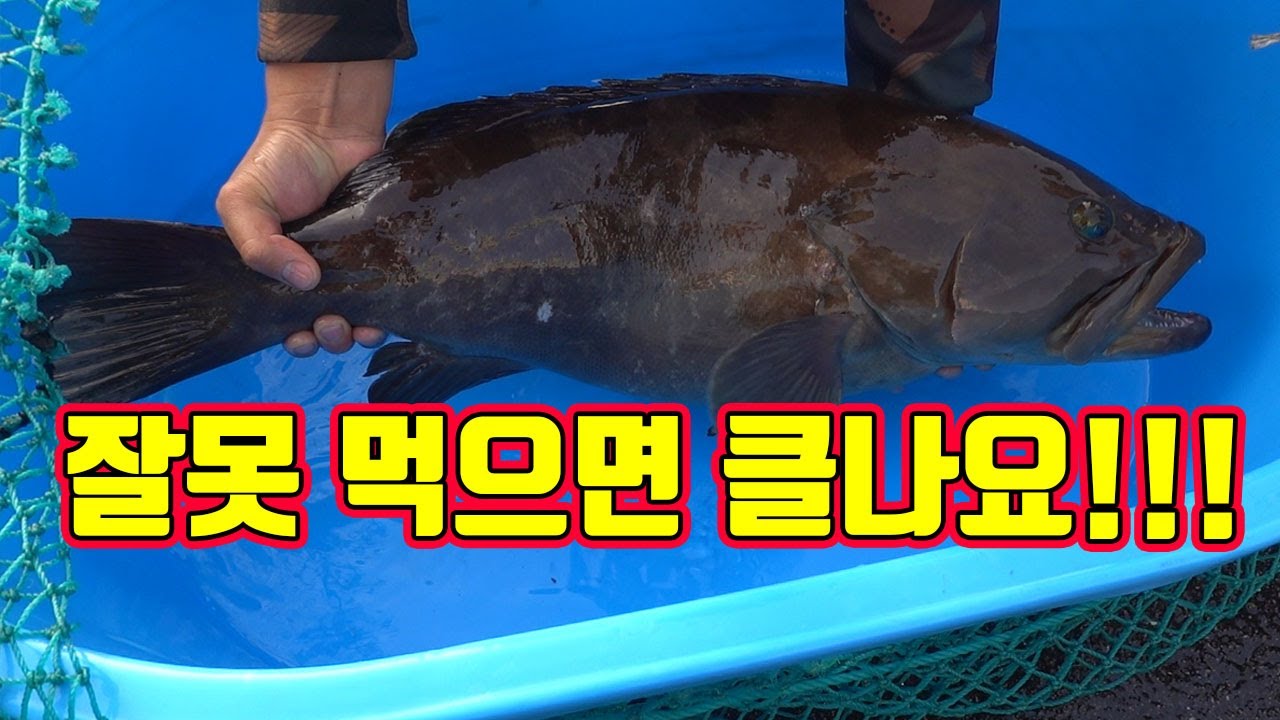 최고가의 물고기가 잡혔다 ~!! 긴급출동!  /Sea fish with the best taste and price.