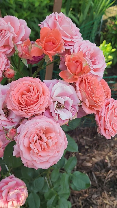 #rose #flowerlover #summerflower #noyliuming #smallgarden