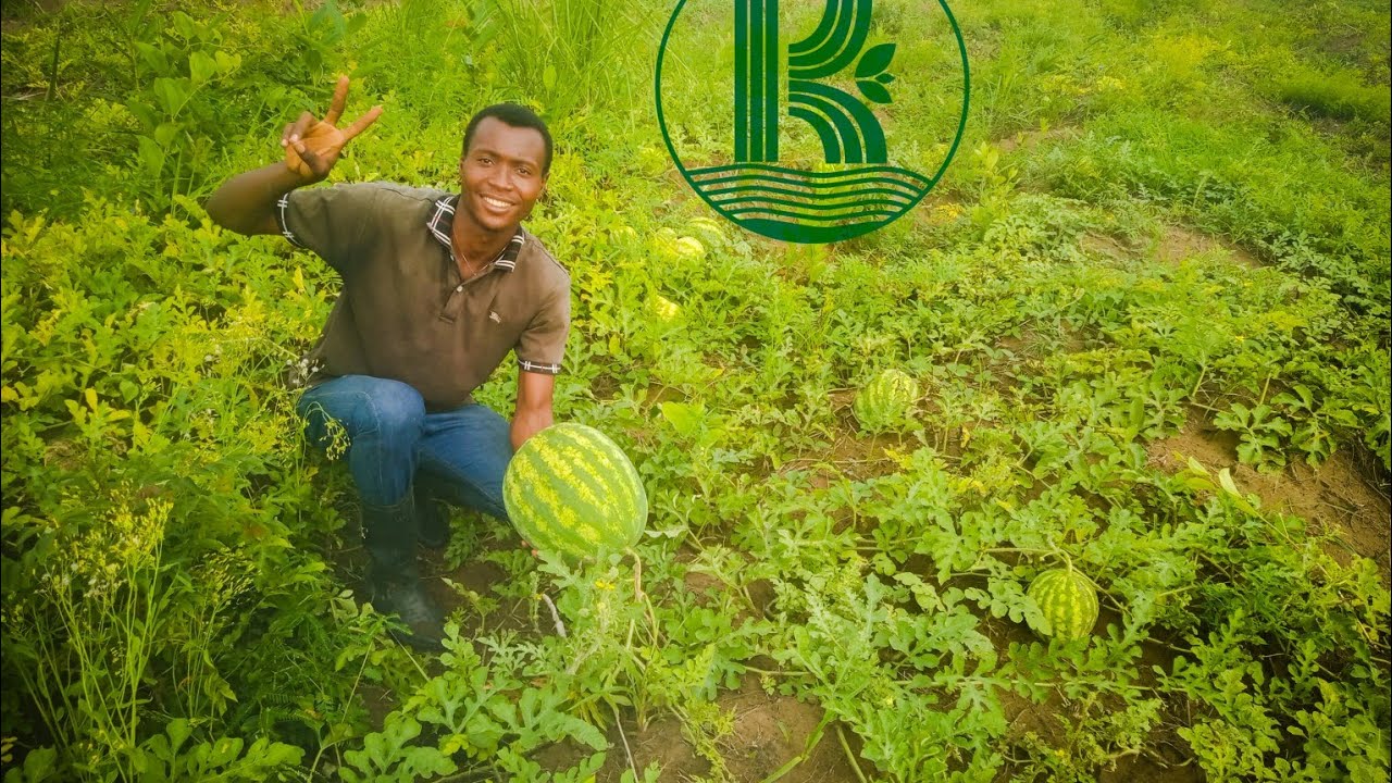 visitons ensemble mon Champ de Pastèque