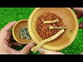 Making Mustard Oil Recipe Full Process | سرسوں کا تیل ایسے استعمال کرو