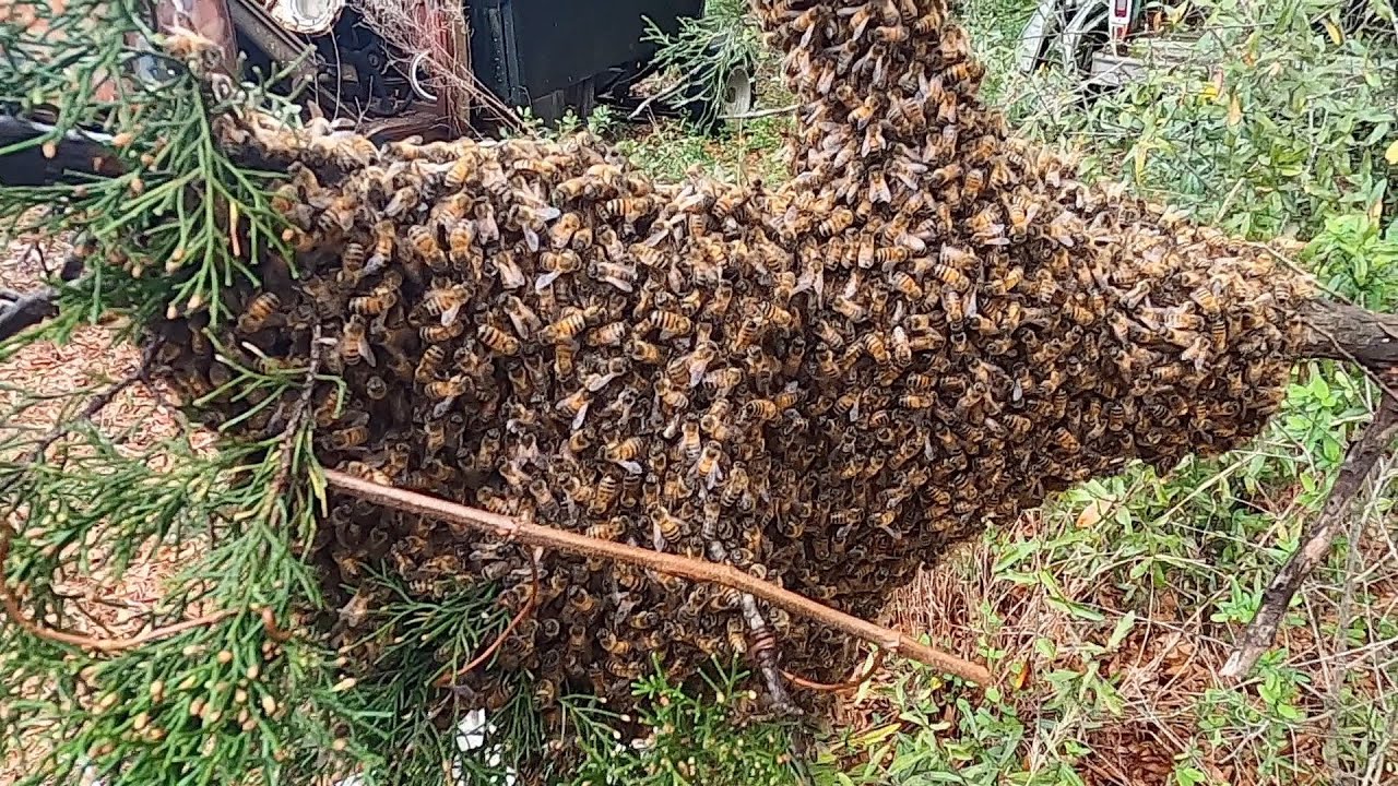 Wild Bees From A Cedar Tree - Youtube