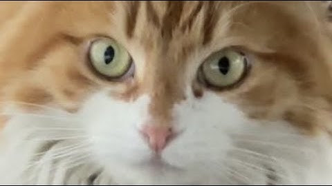 Elysian Fields - Must Have Meant (Official Video)