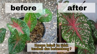 Tips dan cara memperbesar dan mengeluarkan warna pada tanaman keladi | update keladi selama 5 bulan
