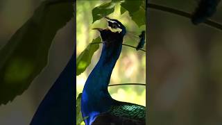 The Morning Choir" #shortsfeed #birdsounds #wildlife #amazing #shorts