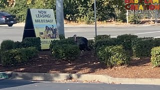 Wild Turkey at McDonald's