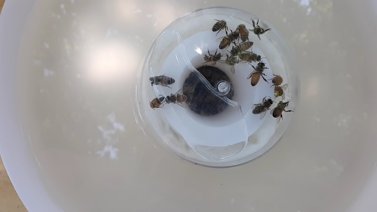Bees drowning? Best hack to prevent itHow I Did It YouTube