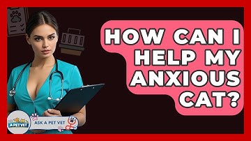 How Can I Help My Anxious Cat? - Ask A Pet Vet