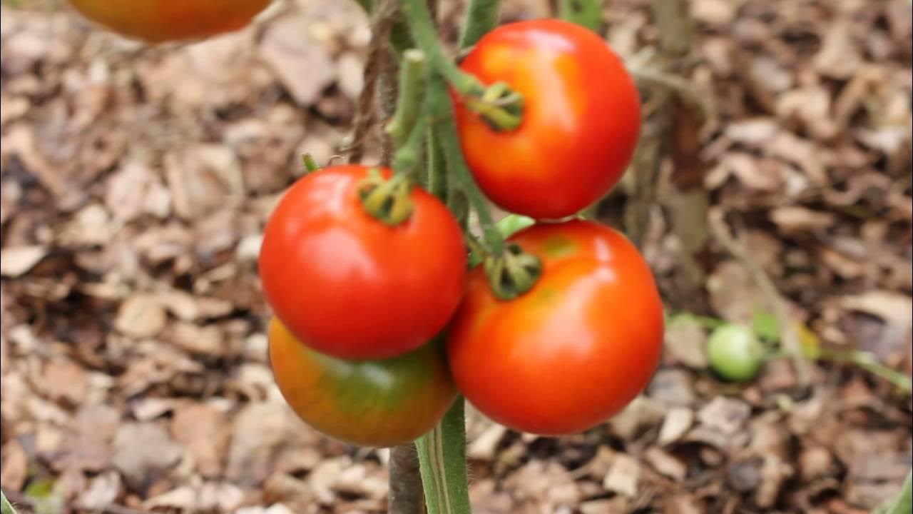 Томат красочная слива. Томат орегон спринг. Томат весенняя радость. Томат наталка полтавка отзывы. Весенние помидоры.