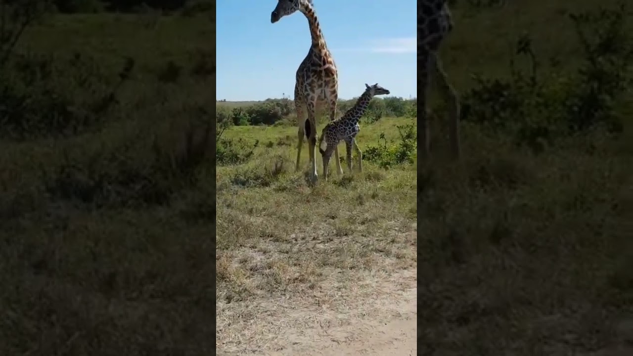 Giraffe Mom 🦒 protecting it's baby Giraffe 🦒 Mother's Love, Care ❤️ Amazing Wildlife Video 😍