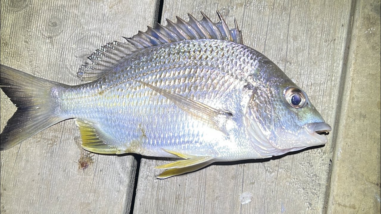 Jew fish coomera YouTube