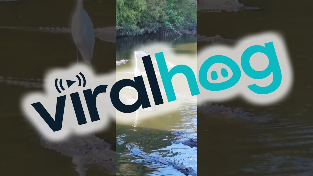 Bird Goes Alligator Surfing || ViralHog