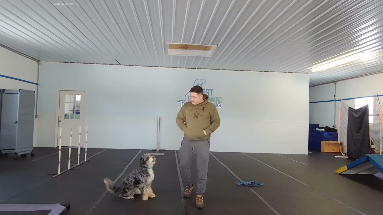 Bear the Bernedoodle | Recall Training | Week 3 Board and Train Review | Best Paw Forward