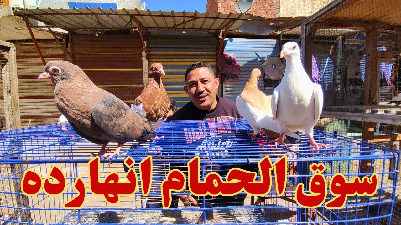 سوق الحمام انهارده في دمياط كل انواع الحمام في رمضان