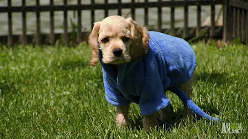 Cocker Spaniels Sprinkler Time | Too Cute!