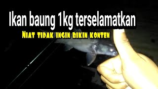Rekor Pribadi Mancing Ikan Baung Babon Di Sungai Kalimantan