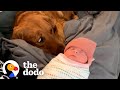 Golden Retriever Thought The Baby Stuff Was For Him | The Dodo