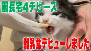 果たしてベビ猫4兄妹は離乳食を食べる事ができるのか【4 kittens】