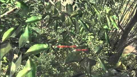 CoD Black Ops Random Tomahawk on Jungle