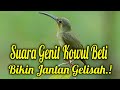 Masteran Burung Kolibri Wulung Betina Sangat Baik Untuk Kowul Jantan Mp3 - Mp4 Download